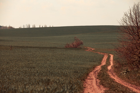 Green grass under blue skyの写真素材