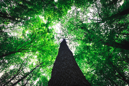 forest trees nature green wood sunlight backgroundsの写真素材