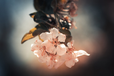 Flowers of the cherry tree, backgroundsの写真素材