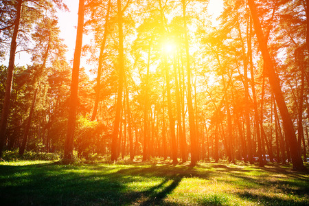autumn forest trees. nature green wood sunlight backgrounds.の写真素材