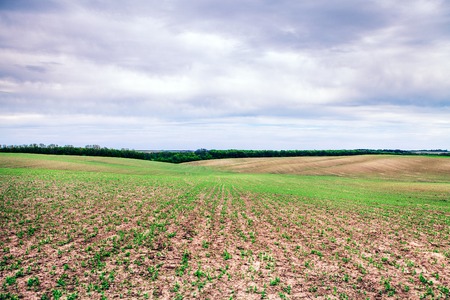 Green Field and Beautiful Sunsetの写真素材