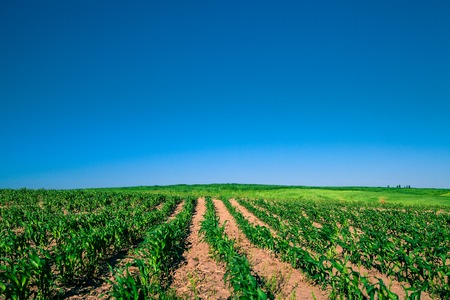 Green Field and Beautiful Sunsetの写真素材