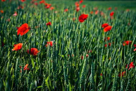 Green Field and Beautiful Sunsetの写真素材