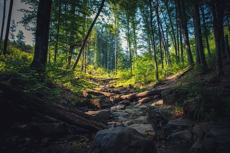 forest trees nature green wood sunlight backgroundsの写真素材
