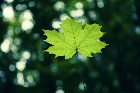 forest trees nature green wood sunlight backgrounds