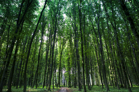 forest trees nature green wood sunlight backgroundsの写真素材