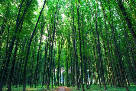 forest trees nature green wood sunlight backgroundsの写真素材