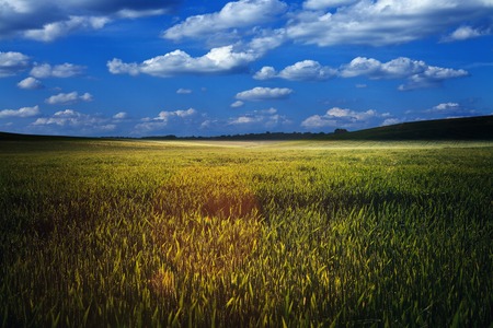 Green Field and Beautiful Sunsetの写真素材