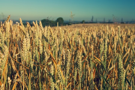 Green Field and Beautiful Sunsetの写真素材