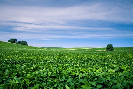Green Field and Beautiful Sunsetの写真素材
