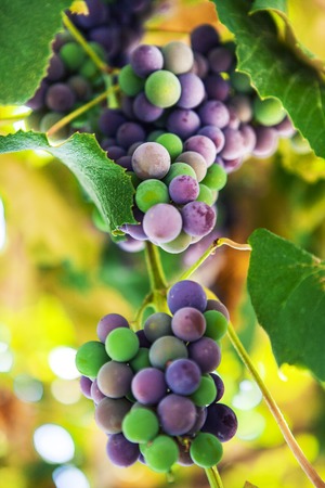 Fresh grapes on the vine branches. The concept of autumn.の写真素材