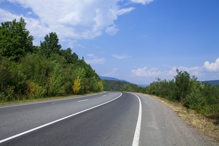Pine Tree Forrest in the Montainsの写真素材