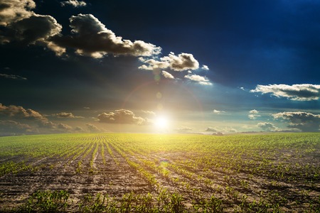 Green Field and Beautiful Sunsetの写真素材