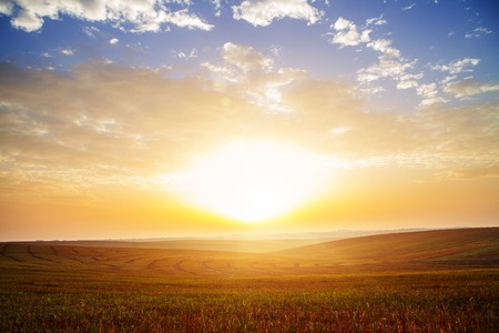 A wheat field, fresh crop of wheat.の写真素材
