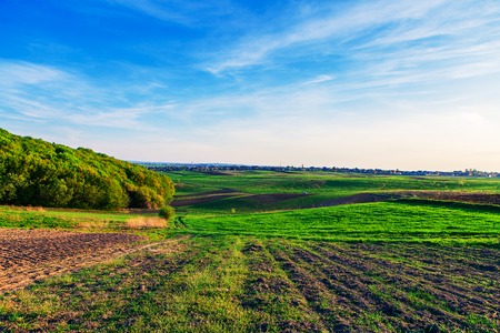 green field with dew in the early morning