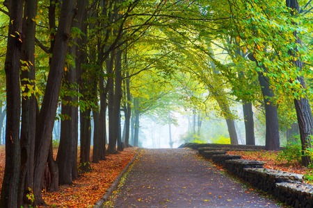 small fog is in autumn in a central park