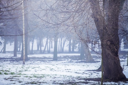 forest trees nature snow wood backgroundsの写真素材
