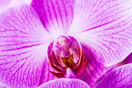 violet orchid isolated on a white backgroundの写真素材