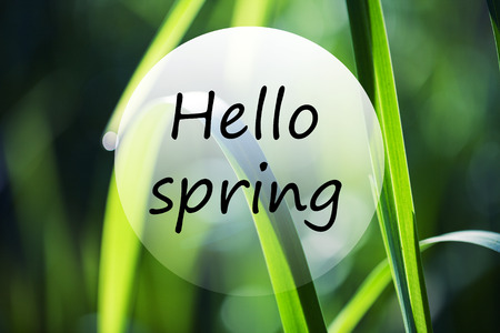 Hello spring. Beatiful morning green forestの写真素材