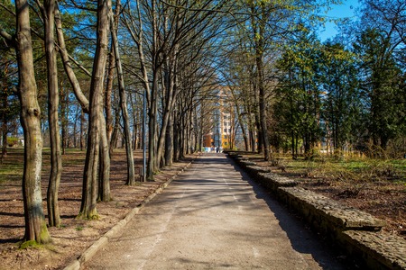 beautiful avenue in to the parkの写真素材