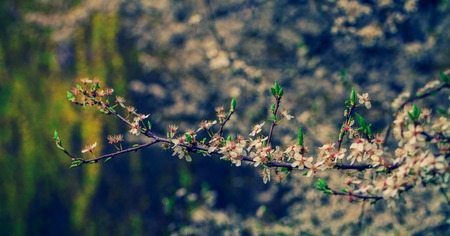 ackground with flowers on a spring day