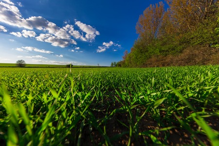 Green Field and Beautiful Sunsetの写真素材