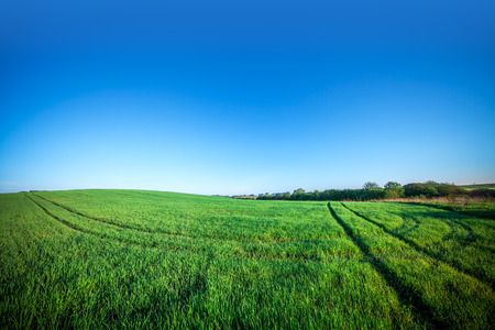 Green Field and Beautiful Sunset