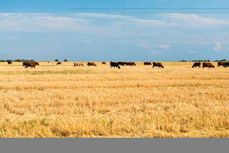 Cows on a yellow field and blue sky.の写真素材