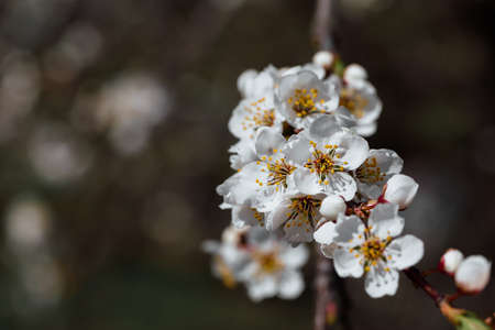 Beautiful apple blossom white flower blooming at during spring with against blue sky