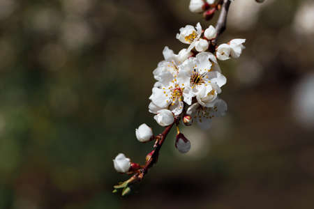 Beautiful apple blossom white flower blooming at during spring with against blue skyの写真素材