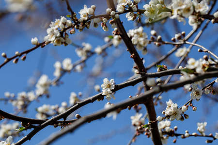 Beautiful apple blossom white flower blooming at during spring with against blue sky