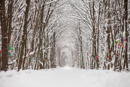 a railway in the winter forest tunnel of love.の写真素材