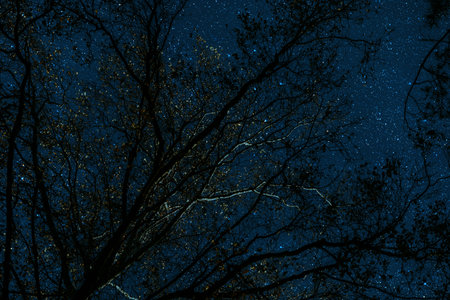 night sky. night starry sky in the forest.の写真素材
