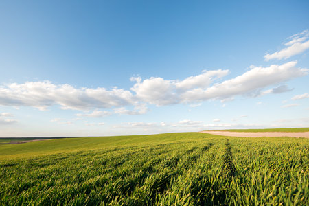 Green field, spring background with fresh green grass and blue sky.の写真素材