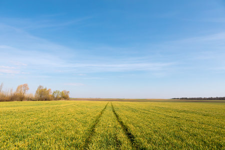 Green field, spring background with fresh green grass and blue sky.の写真素材