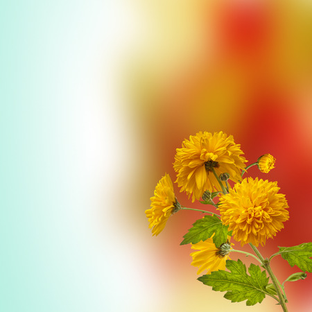 Image of chrysanths flowerの写真素材