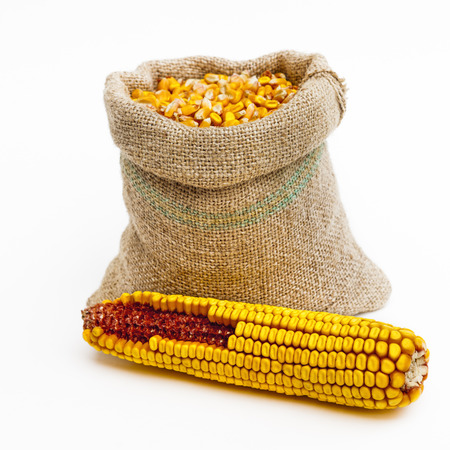Front view shot of a bag full of corn kernels with a corn ear in front of it. Isolated on white.の写真素材