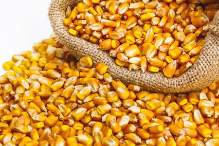 Extreme close up of corn kernels spilled on the ground with a sack of kernels behind. Isolated on whiteの写真素材