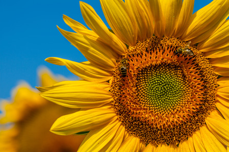 Macro of a honeybee in a sunflower.の写真素材