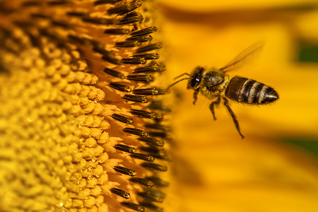 Macro of a honeybee in a sunflower.の写真素材