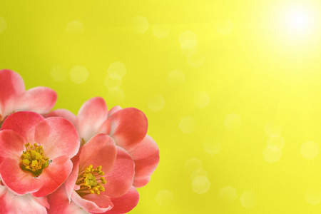 Japanese flowering crabappleの写真素材