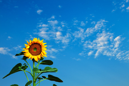 Sunflower against a blue skyの写真素材