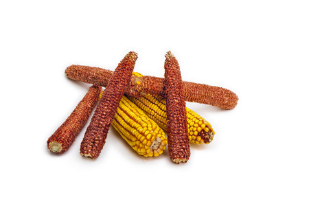 Medium gruop of corn cobs placed on a corn ear. Isolated on whiteの写真素材