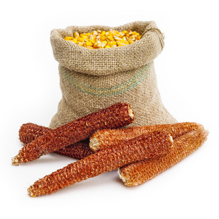 Front view shot of a bag full of corn kernels with a medium group of corn cobs in front of it. Isolated on whiteの写真素材