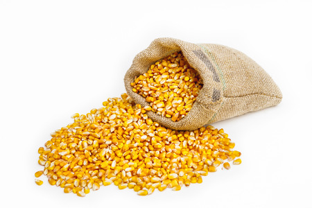 Front view shot of a large group of corn kernels spilled from a canvas sack that sits behind. Isolated on whiteの写真素材
