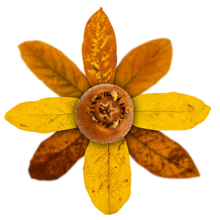 Loquat or medlar isolated on whiteの写真素材