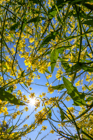 Rapeseed Flowers And Blue Sky 