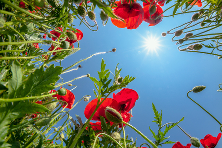 Poppy Against Blue Sky and sunの写真素材
