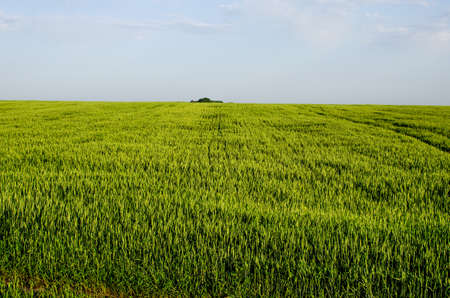 Sunny summer landscape of green wheat field