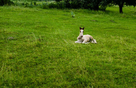 Foal lying on grass. Foal gives back on the grass.の写真素材